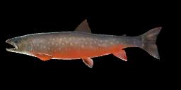 ST. LAWRENCE RED TROUT