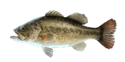 BLACK BASS