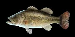 BLACK BASS