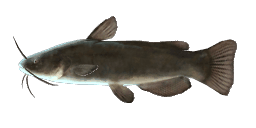 BLACK CATFISH