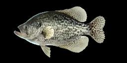 DARK CRAPPIE