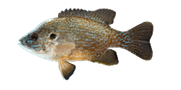 EMERALD SUNFISH