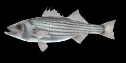 STRIPER