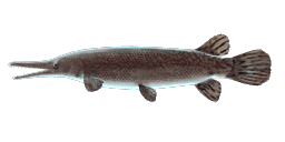 TEXAN ALLIGATOR GAR