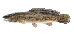 TOLEDO BOWFIN