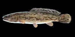 SCHLAMMFISCH