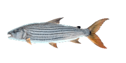 ELONGATE TIGERFISH