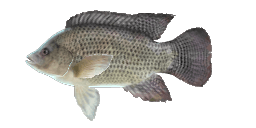 KARIBA TILAPIA