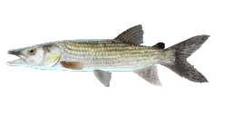 PIKE CHARACID