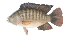 TILAPIA RENDALLI