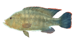 YELLOW-BELLY BREAM