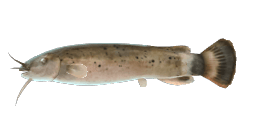 ZAMBEZI ELECTRIC CATFISH