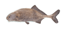 ZAMBEZI PARROTFISH