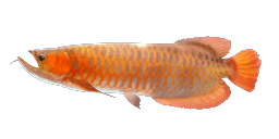 AROWANA AZJATYCKA