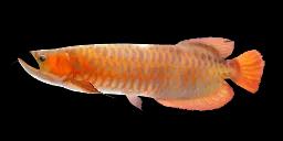 ASIAN AROWANA