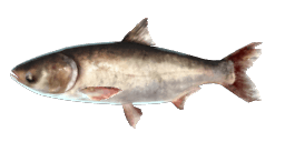 BIGHEAD CARP