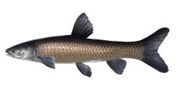 BLACK CARP