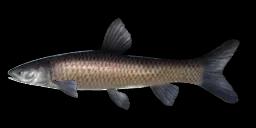 BLACK CARP