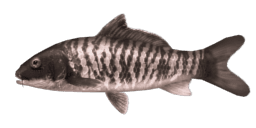 BLACK CHERRY CARP