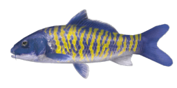 BLUE CHERRY CARP