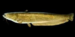 CHINESE LARGE-MOUTH CATFISH