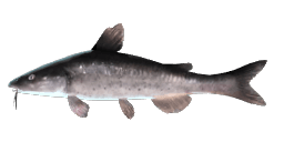 CHINESE LONGSNOUT CATFISH