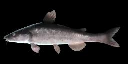 CHINESE LONGSNOUT CATFISH