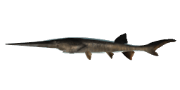 LEGENDARY CHINESE PADDLEFISH