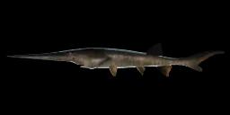 LEGENDARY CHINESE PADDLEFISH