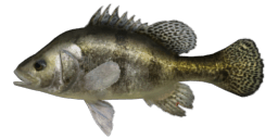 CHINESE PERCH