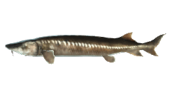 CHINESE STURGEON