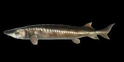 CHINESE STURGEON