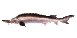 DABRY'S STURGEON