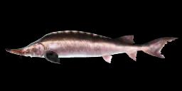 DABRY'S STURGEON