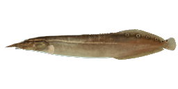 LESSER SPINY EEL