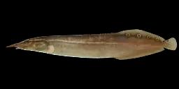 LESSER SPINY EEL