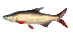 MONGOLIAN REDFIN