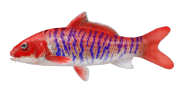 RED CHERRY CARP