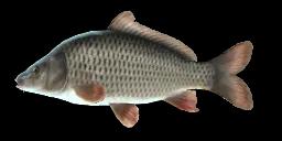 ROCK CARP