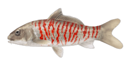 WHITE CHERRY CARP