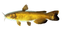 YELLOWHEAD CATFISH