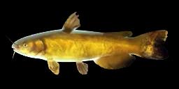 YELLOWHEAD CATFISH