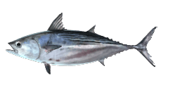 BLACK SKIPJACK