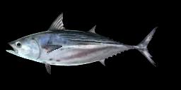 BLACK SKIPJACK