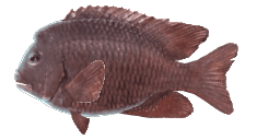 BUMPHEAD DAMSELFISH