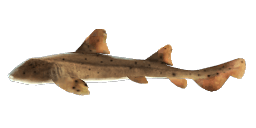 MEXICAN HORNSHARK