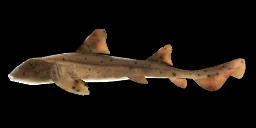 MEXICAN HORNSHARK