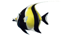 MOORISH IDOL