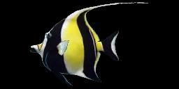 MOORISH IDOL