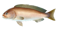 OCEAN WHITEFISH